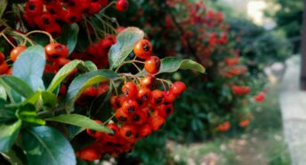 Bright red firethorn berries in a hedgerow