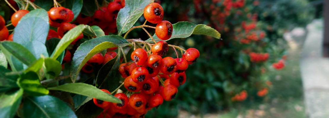 Bright red firethorn berries in a hedgerow