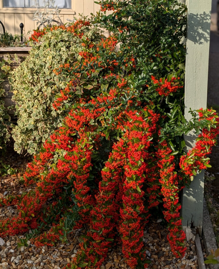 A Firethorn bush covered in red berries