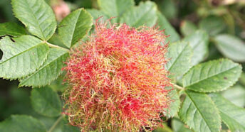 A Robin’s Pincushion growing in a wild rose bush.