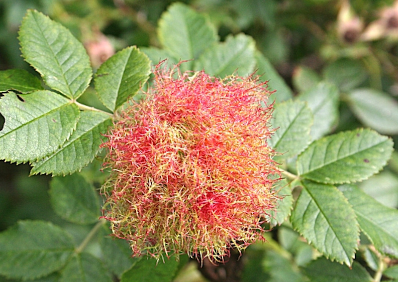 A Robin’s Pincushion growing in a wild rose bush.