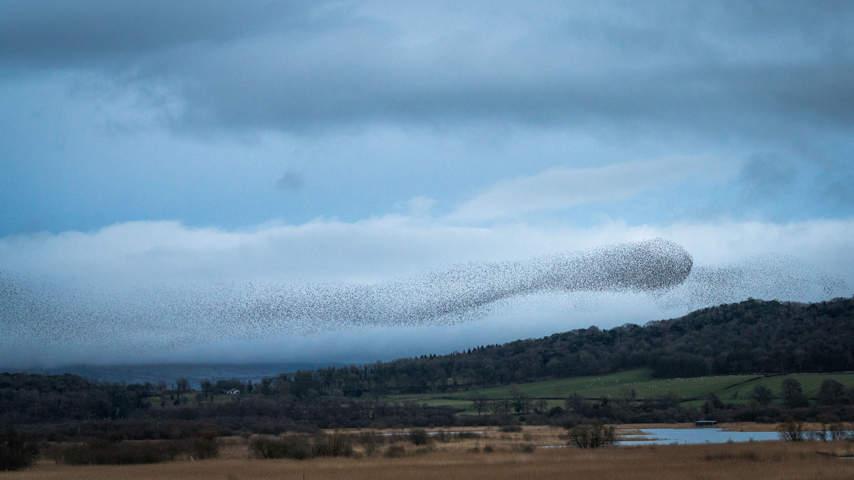 A large flock of starlings form a unique shape in the sky above a serene rural landscape at dusk