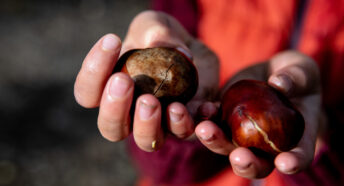 Close up of child holding conkers in bright sunlight