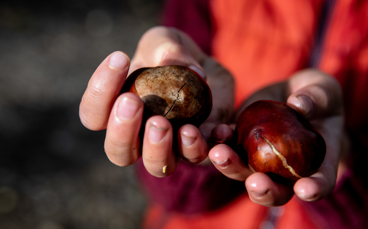 Close up of child holding conkers in bright sunlight