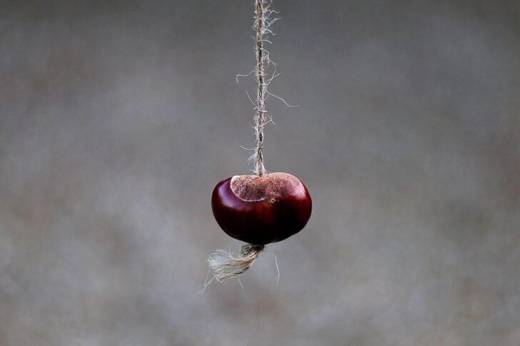 A conker hanging on a string