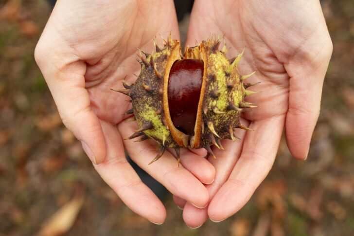 A close up of hands holding a conker in its spiky shell