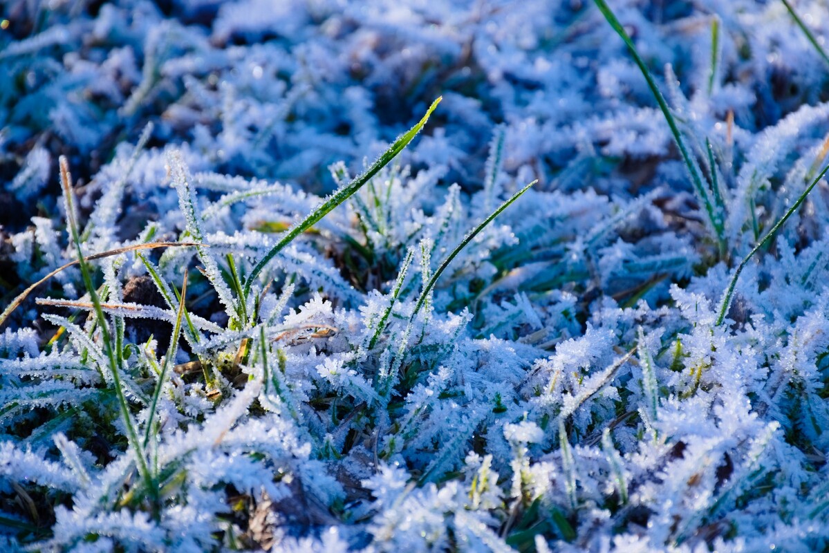 Close up of winter frost on grass