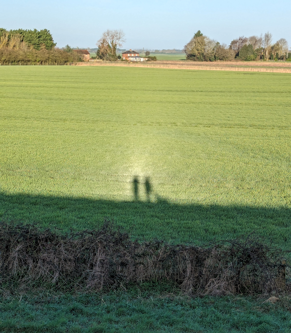 The phenomenon of heiligenschein in a Norfolk field