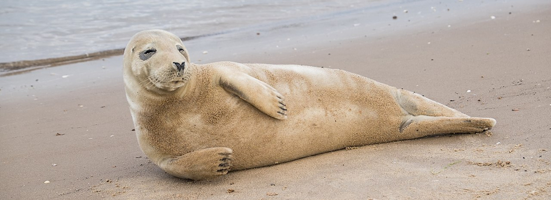 A grey seal (Halichoerus grypus) on the beach at Wells-next-the-Sea, Norfolk