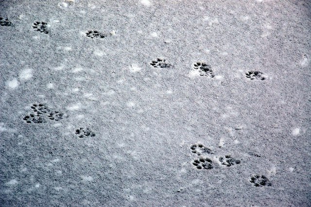 Otter Tracks on the Snow-Covered Ice