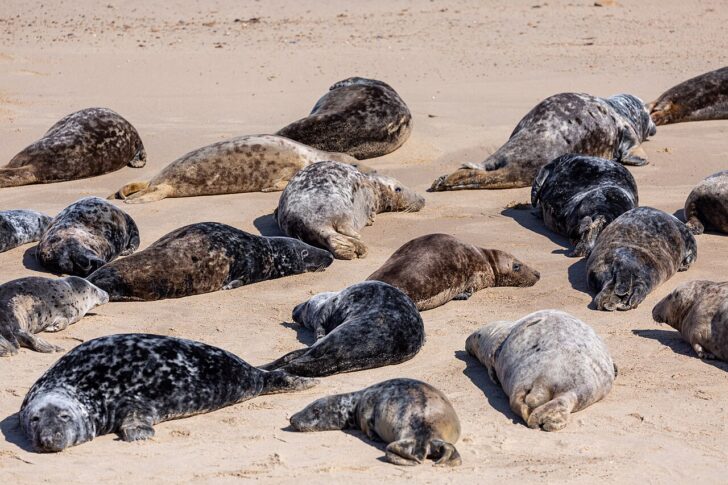 Grey seals at Horsey Dunes in Norfolk