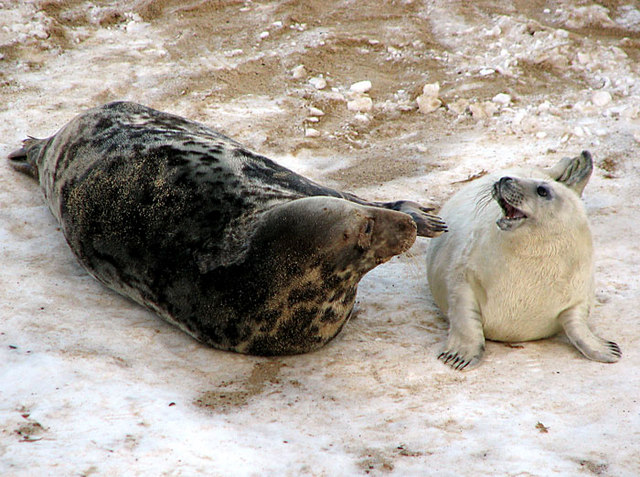 A mother grey seal and her pup on the snow-covered beach at Stiffkey , Norfolk.