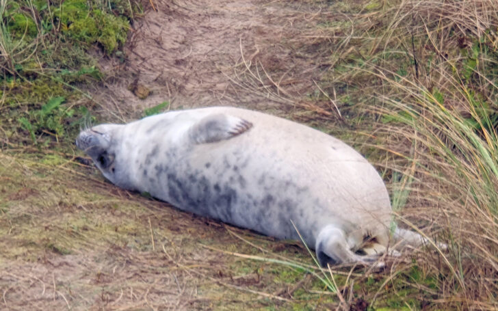 A young seal on the dunes at Winterton-on-Sea beach, Norfolk