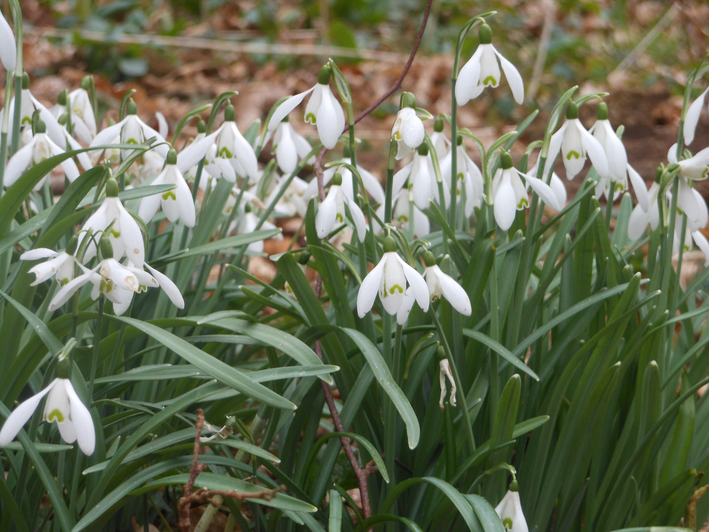 Early spring snowdrops in Norfolk